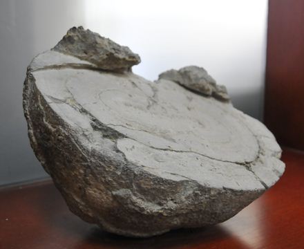 產(chǎn)品標(biāo)本